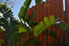 Commercial-Landscape-Construction-Selandra-Rise-Retirment-Village-Clyde-5-